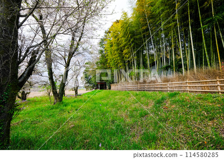 東京羽村市, 春天, 阿蘇神社參道, 玉川沿岸的長廊 東京羽村市, 春天, 阿蘇神社參道, 玉川沿岸的長廊 114580285