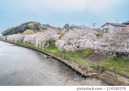 Spring cherry blossoms in full bloom along Katsumata River in Makinohara City (Shizuoka Prefecture) 114580376