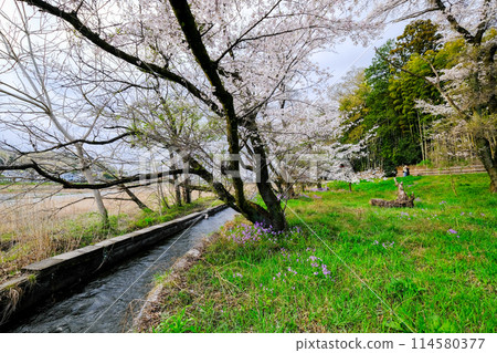 東京，羽村市，春天，阿蘇神社的途徑，從多摩川沿岸的長廊看到的景色 114580377