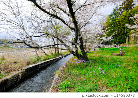 東京，羽村市，春天，阿蘇神社的途徑，從多摩川沿岸的長廊看到的景色 114580378