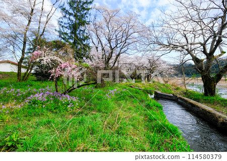 Tokyo, Hamura City, Spring, Aso Shrine, Approach, View from the promenade along the Tama River 114580379