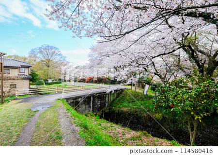 Tokyo, Hamura City, Spring, Aso Shrine, Approach, Promenade along Tama River Tokyo, Hamura City, Spring, Aso Shrine, Approach, Promenade along Tama River 114580416