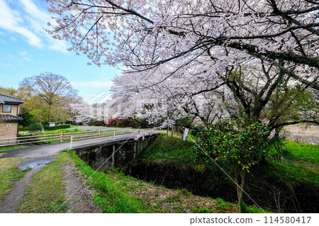 Tokyo, Hamura City, Spring, Aso Shrine, Approach, Promenade along Tama River 114580417
