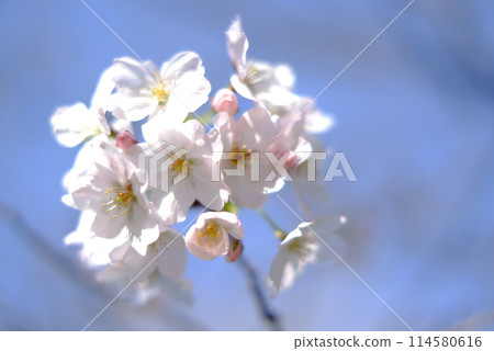 櫻花 114580616