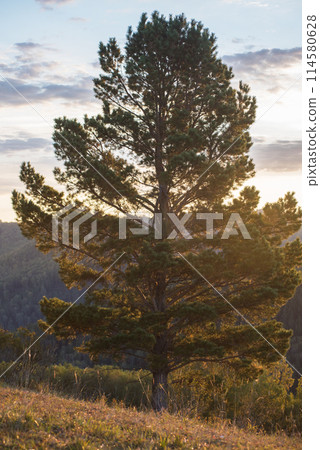 Beautiful tree at sunset. Beautiful tree at sunset. 114580628