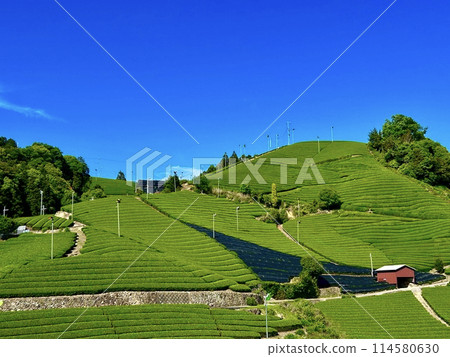 石井的茶園 石井的茶園 114580630