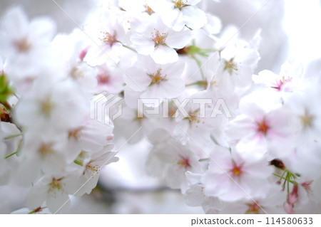 盛開的櫻花正在綻放 盛開的櫻花正在綻放 114580633