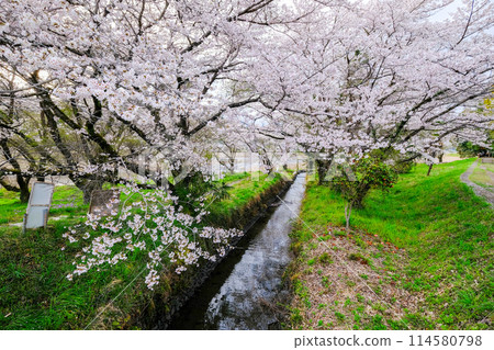 Tokyo, Hamura City, Spring, Aso Shrine, Approach, View from the promenade along the Tama River 114580798