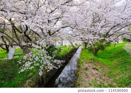 東京，羽村市，春天，阿蘇神社的途徑，從多摩川沿岸的長廊看到的景色 114580800
