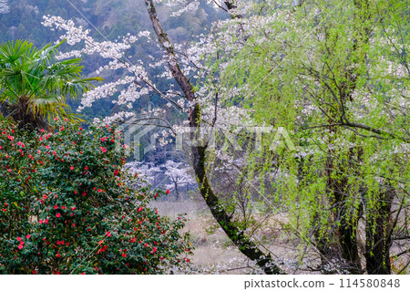 Tokyo, Hamura City, Spring, Aso Shrine, Approach, View from the promenade along the Tama River Tokyo, Hamura City, Spring, Aso Shrine, Approach, View from the promenade along the Tama River 114580848