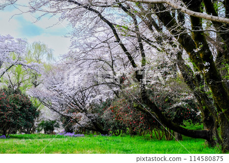 Tokyo, Hamura City, Spring, Aso Shrine, Approach, View from the promenade along the Tama River Tokyo, Hamura City, Spring, Aso Shrine, Approach, View from the promenade along the Tama River 114580875