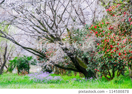 Tokyo, Hamura City, Spring, Aso Shrine, Approach, View from the promenade along the Tama River 114580878