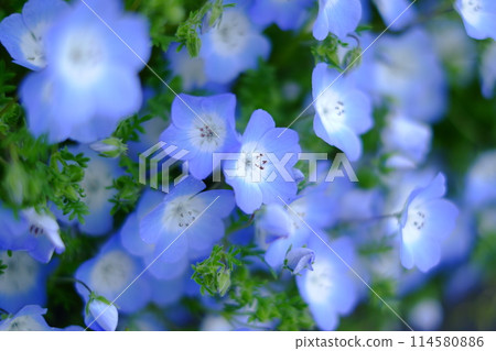 藍色的花 114580886