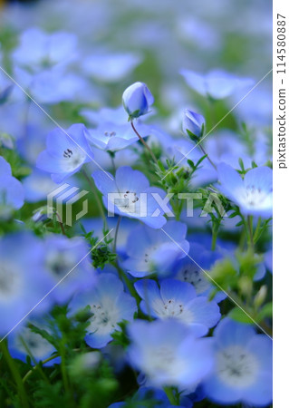 藍色的花 114580887