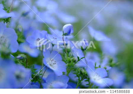 藍色粉蝶 114580888