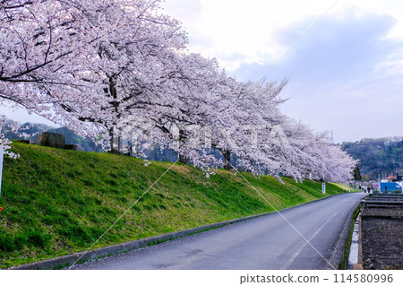 A row of cherry blossom trees on the Taisho bank along the Tama River in Hamura City, Tokyo 114580996