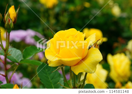 野毛山公園花壇裡盛開的玫瑰 野毛山公園花壇裡盛開的玫瑰 114581148