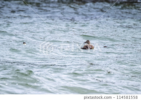 Common Eiders family training their ducklings on the Atlantic Ocean 114581558