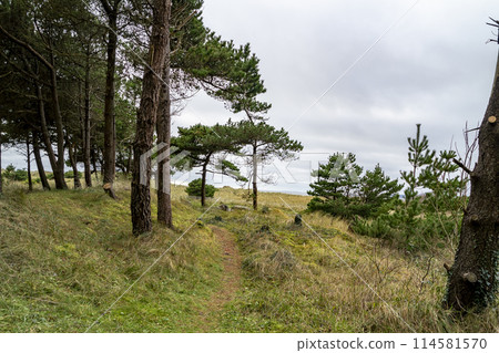 The forest at Murvagh in County Donegal, Ireland 114581570