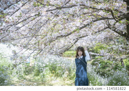 Sakura and school girls Sakura and school girls 114581822