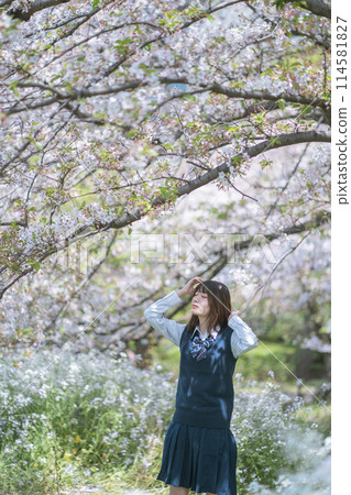 Sakura and school girls Sakura and school girls 114581827