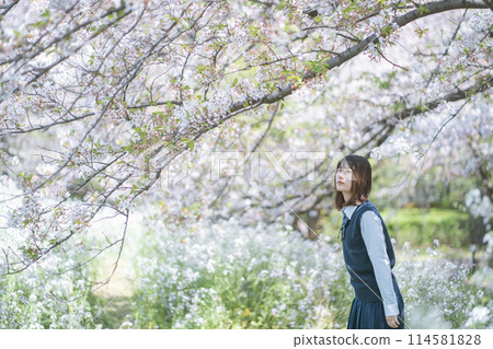 Sakura and school girls 114581828