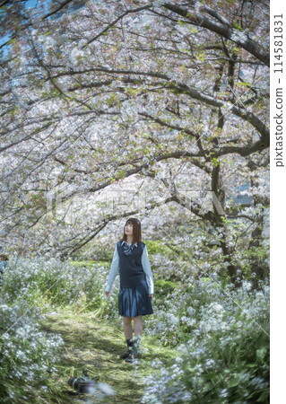 Sakura and school girls Sakura and school girls 114581831