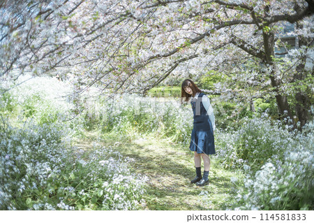 Sakura and school girls 114581833