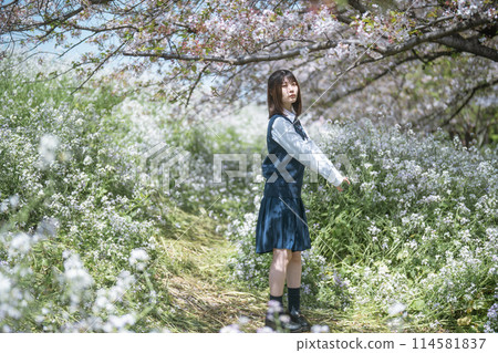 Sakura and school girls 114581837
