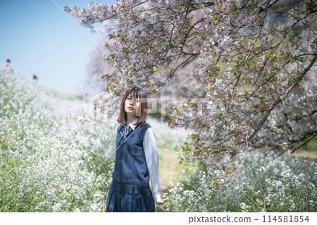 Sakura and school girls 114581854