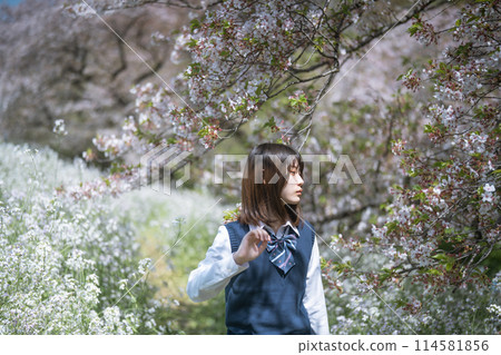Sakura and school girls Sakura and school girls 114581856