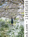 Sakura and school girls 114581858