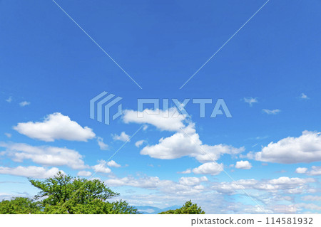 Blue sky and grove in early summer 114581932