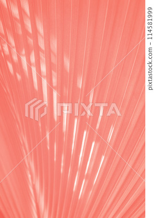 Coral salmon color corrugated palm leaf pattern background 114581999