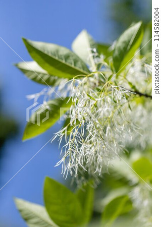 White flowers of fringe tree or Chionanthus Virginicus, beautiful blossom on a blue sky background White flowers of fringe tree or Chionanthus Virginicus, beautiful blossom on a blue sky background 114582004