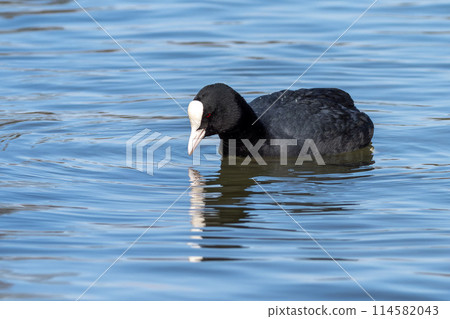 The Eurasian coot, Fulica atra swimming on the Kleinhesseloher Lake at Munich, Germany 114582043