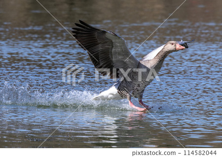 The greylag goose spreading its wings on water. Anser anser is a species of large goose 114582044