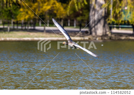 The flying greylag goose, Anser anser is a species of large goose The flying greylag goose, Anser anser is a species of large goose 114582052