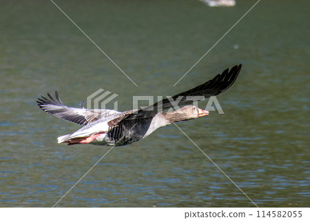 The flying greylag goose, Anser anser is a species of large goose 114582055
