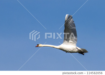 Mute swan, Cygnus olor flying over a lake in the English Garden in Munich, Germany 114582056
