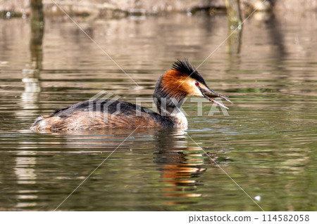 Great Crested Grebe, Podiceps cristatus has caught a fish. 114582058