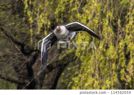 The flying greylag goose, Anser anser is a species of large goose The flying greylag goose, Anser anser is a species of large goose 114582059