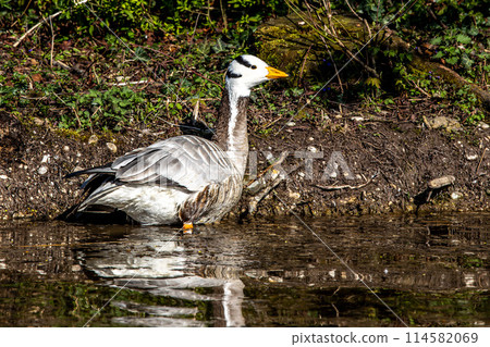 The bar-headed goose, Anser indicus seen in English Garden in Munich The bar-headed goose, Anser indicus seen in English Garden in Munich 114582069
