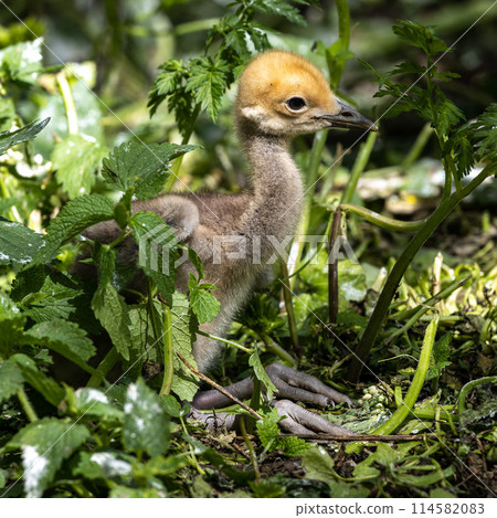 Beautiful yellow fluffy Demoiselle Crane baby gosling, Anthropoides virgo in a bright green meadow 114582083