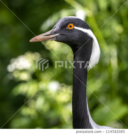 Demoiselle Crane, Anthropoides virgo are living in the bright green meadow during the day time 114582085