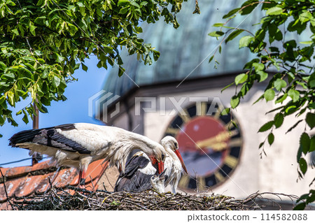 European white Stork, Ciconia ciconia with small babies on the nest in Oettingen, Swabia, Bavaria, Germany, Europe European white Stork, Ciconia ciconia with small babies on the nest in Oettingen, Swabia, Bavaria, Germany, Europe 114582088