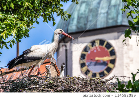 European white Stork, Ciconia ciconia with small babies on the nest in Oettingen, Swabia, Bavaria, Germany, Europe European white Stork, Ciconia ciconia with small babies on the nest in Oettingen, Swabia, Bavaria, Germany, Europe 114582089