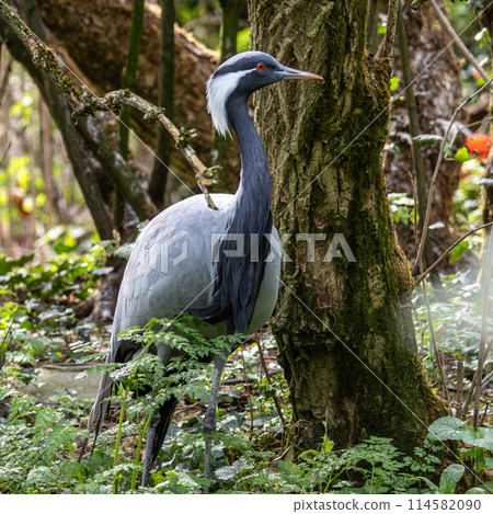 Demoiselle Crane, Anthropoides virgo are living in the bright green meadow during the day time 114582090