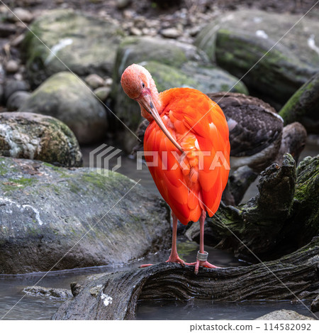 The Scarlet ibis, Eudocimus ruber is a species of ibis in the bird family Threskiornithidae. 114582092