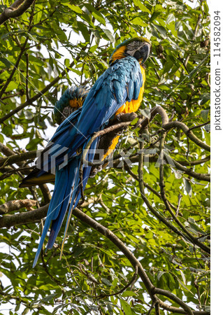 The Blue-and-yellow Macaw, Ara ararauna is a large South American parrot The Blue-and-yellow Macaw, Ara ararauna is a large South American parrot 114582094